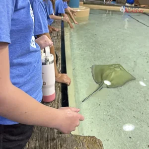 Plato Academy Schools Plato Plus