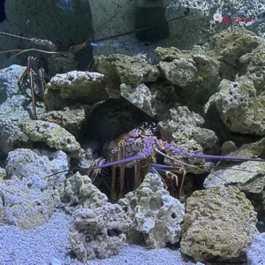 Plato Academy Schools Plato Plus