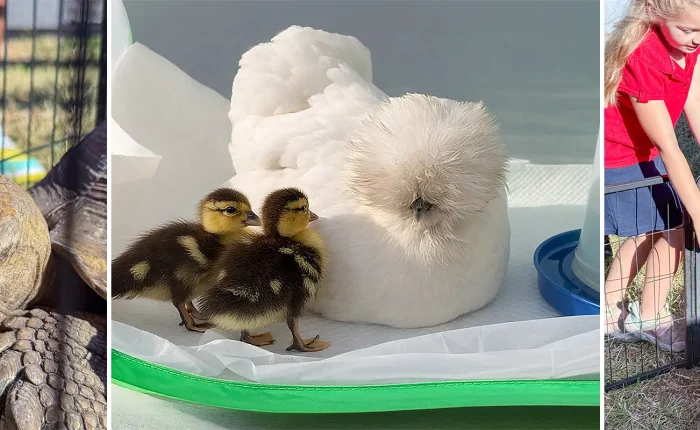 Animals visit with students at Plato Academy Seminole-Earth Day