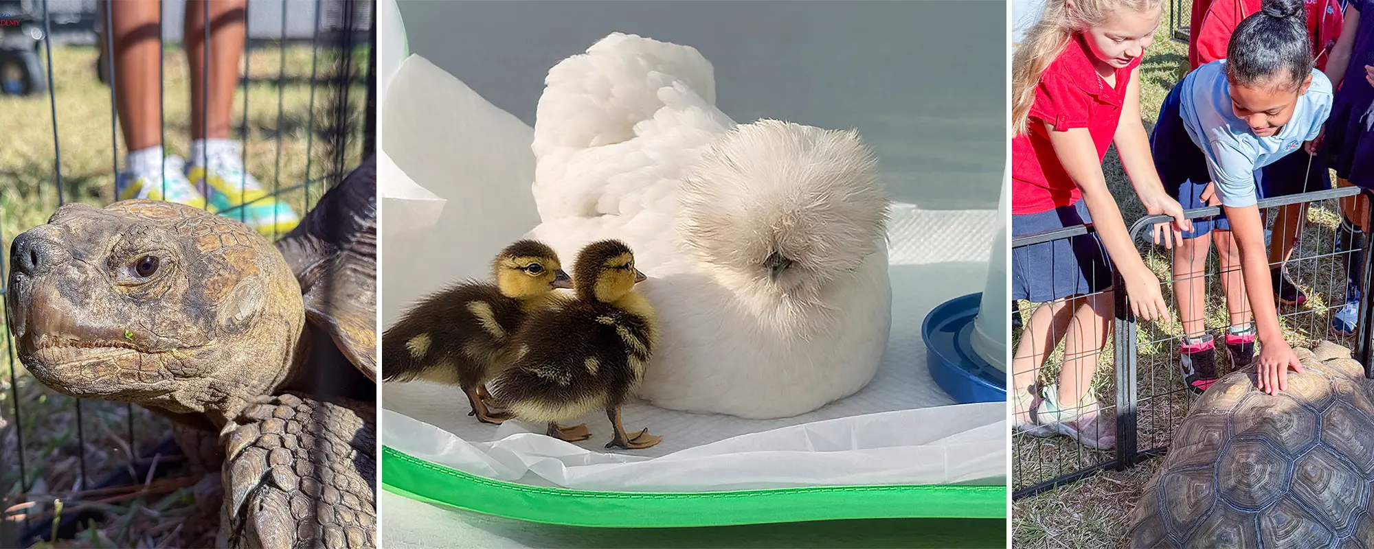 Animals visit with students at Plato Academy Seminole-Earth Day