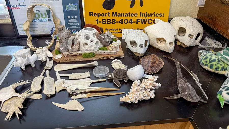 Plato Academy Palm Harbor at the Tampa Bay Watch 2026