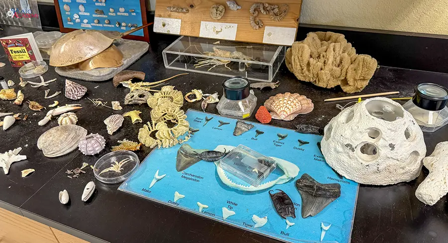 Plato Academy Palm Harbor at the Tampa Bay Watch 2026