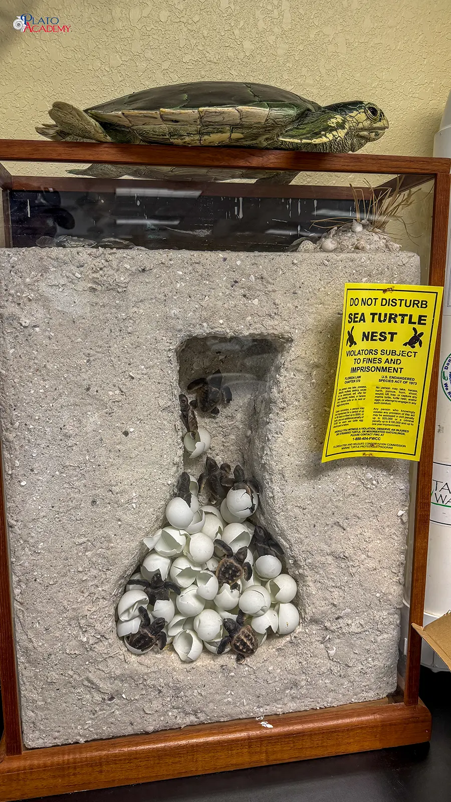 Plato Academy Palm Harbor at the Tampa Bay Watch 2026