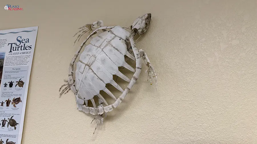 Plato Academy Palm Harbor at the Tampa Bay Watch 2026