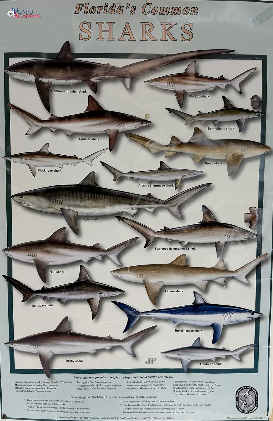 Plato Academy Palm Harbor at the Tampa Bay Watch 2026